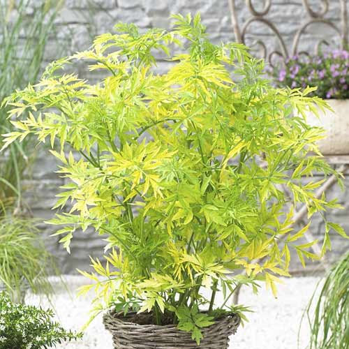 Soc negru Golden Tower PBR, C3 articol fotografie 1 Soc negru Golden Tower PBR, C3 imagine 1 articol 8578