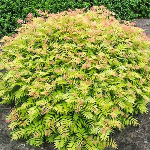 Sorbaria sorbifolia Sem imagine 1 articol 9546