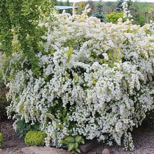 Spiraea vanhouttei Gold Fountain, С2 imagine 1 articol 8268
