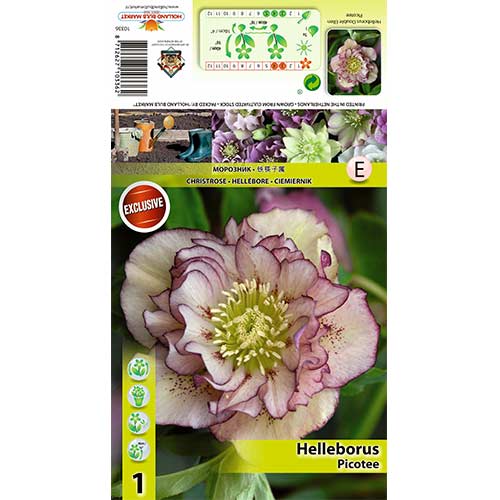 Spânz (Helleborus) Double Ellen Picotee articol fotografie 1 Spânz (Helleborus) Double Ellen Picotee imagine 1 articol 70410