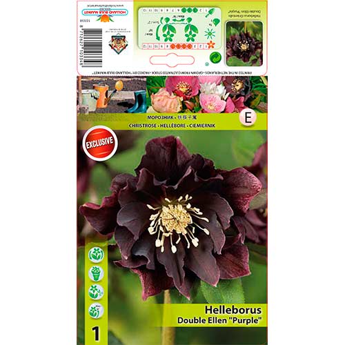Spânz (Helleborus) Double Ellen Purple imagine 1 articol 76263
