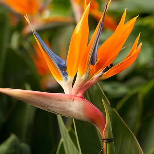 Strelitzia Royal Legutko articol fotografie 1 Strelitzia Royal Legutko imagine 1 articol 87121