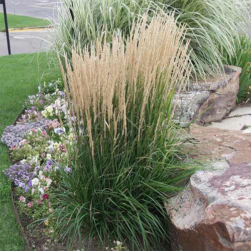 Stuf (Calamagrostis) Karl Forster imagine 1 articol 01313