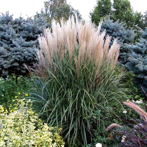 Stuf chinezesc (Iarba elefantului) Grosse Fontaine imagine 1 articol 9536