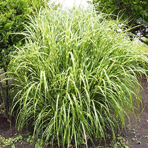 Stuf chinezesc (Miscanthus) Zebrinus, P9 articol fotografie 1 Stuf chinezesc (Miscanthus) Zebrinus, P9 imagine 1 articol 5658