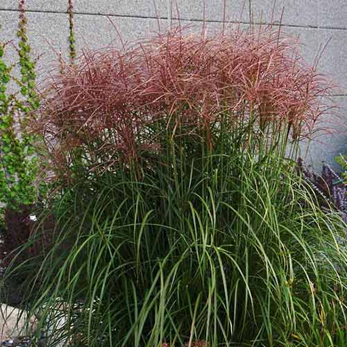 Stuf chinezesc (Miscanthus) Roter Pfeil imagine 1 articol 4088