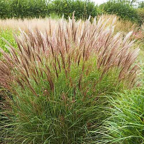 Stuf chinezesc (Miscanthus) Yakushima Dwarf articol fotografie 1 Stuf chinezesc (Miscanthus) Yakushima Dwarf imagine 1 articol 4089