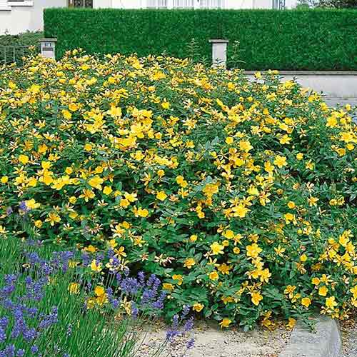 Sunătoare (Hypericum calycinum) imagine 1 articol 4456