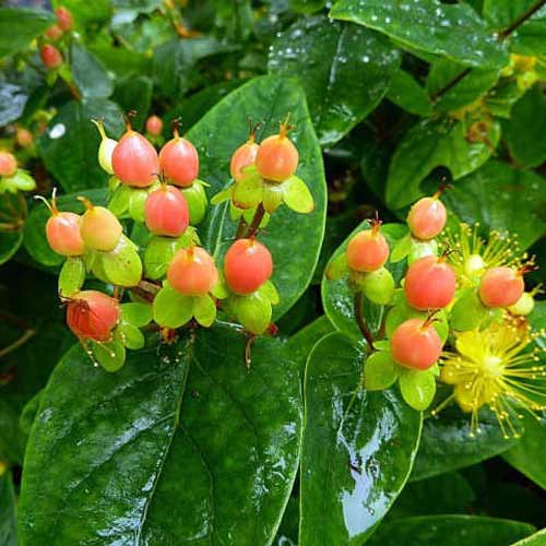 Sunătoare (Pojarniţă) Magical Beauty articol fotografie 1 Sunătoare (Pojarniţă) Magical Beauty imagine 1 articol 67851