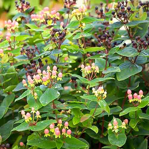 Sunătoare (Pojarniţă) Magical Beauty articol fotografie 2 Sunătoare (Pojarniţă) Magical Beauty imagine 2 articol 67851