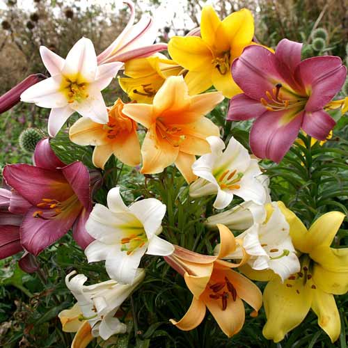 Super ofertă! Crini trompetă mix multicolor imagine 1 articol 68370