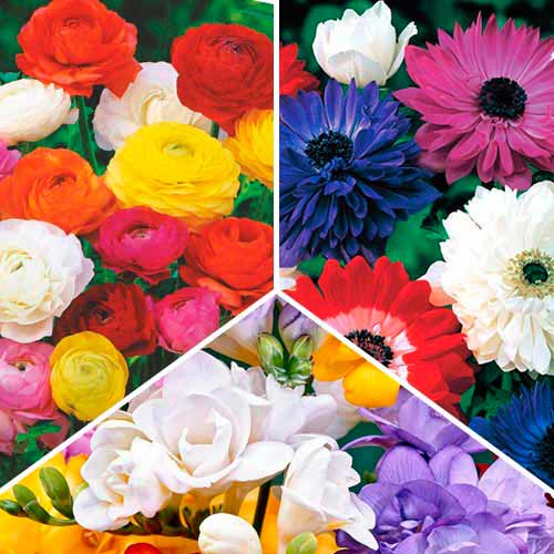 Super ofertă! Anemone, Frezie și Ranunculus, set de 30 de bulbi imagine 1 articol 67047