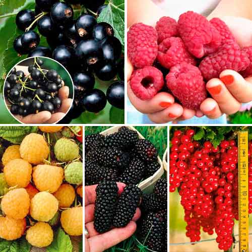 Super ofertă! Arbuşti fructiferi Recolta Verii, set de 5 soiuri imagine 1 articol 7610