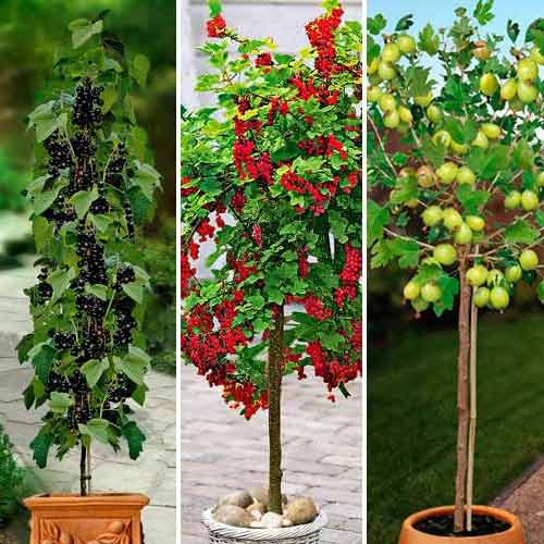 Super ofertă! Arbuști pe tulpină, set de 3 soiuri imagine 1 articol 8014