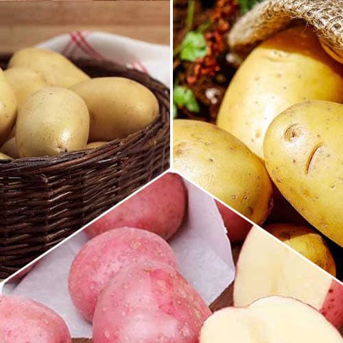 Ofertă specială! Cartofi de sămânță cu Miez galben, set de 3 soiuri articol fotografie 1 Ofertă specială! Cartofi de sămânță cu Miez galben, set de 3 soiuri imagine 1 articol 4541