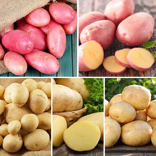 Ofertă specială! Cartofi de sămânță Mix, set de 5 soiuri articol fotografie 1 Ofertă specială! Cartofi de sămânță Mix, set de 5 soiuri imagine 1 articol 5693