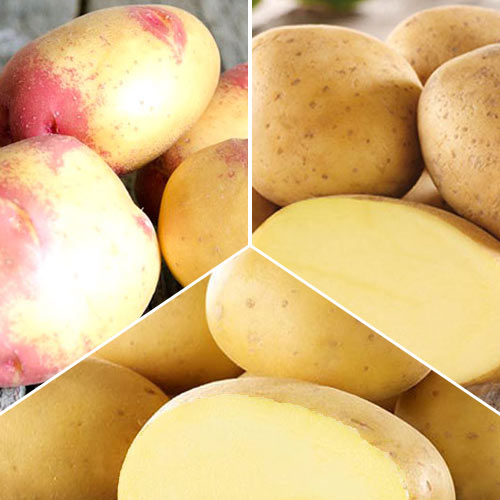 Super ofertă! Cartofi de sămânță Recolte timpurii articol fotografie 1 Super ofertă! Cartofi de sămânță Recolte timpurii imagine 1 articol 7858