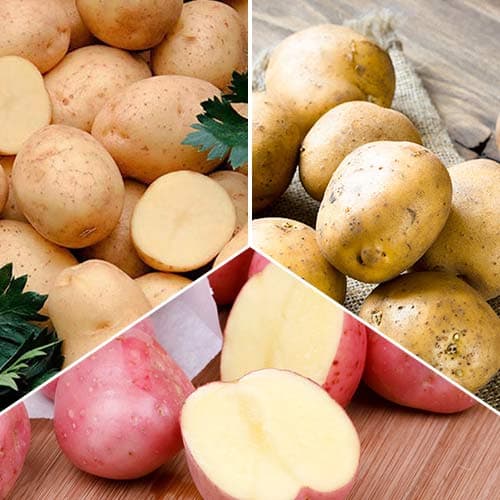 Ofertă specială! Cartofi de sămânță Recolte timpurii, set de 3 soiuri articol fotografie 1 Ofertă specială! Cartofi de sămânță Recolte timpurii, set de 3 soiuri imagine 1 articol 4538