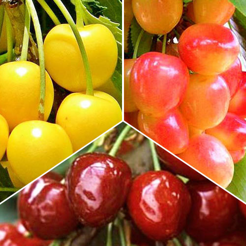 Super ofertă! Cireși Trio, 3 soiuri imagine 1 articol 7479