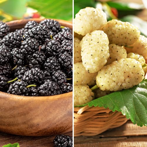 Ofertă specială! Duzi Duo, set de 2 soiuri imagine 1 articol 5861