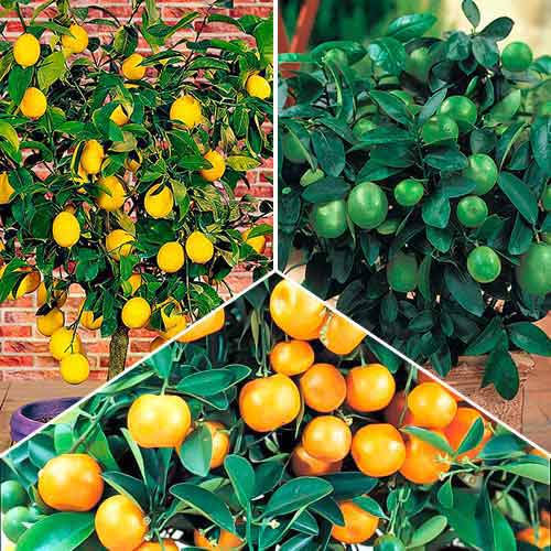 Ofertă specială! Exotic mix, set de 3 soiuri articol fotografie 1 Ofertă specială! Exotic mix, set de 3 soiuri imagine 1 articol 76660