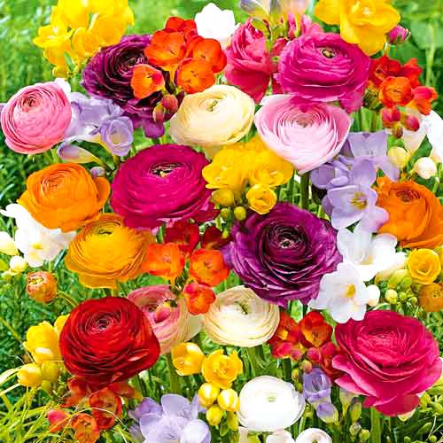 Super ofertă! Frezie și Ranunculus Butterfly Beauty, mix articol fotografie 1 Super ofertă! Frezie și Ranunculus Butterfly Beauty, mix imagine 1 articol 67630