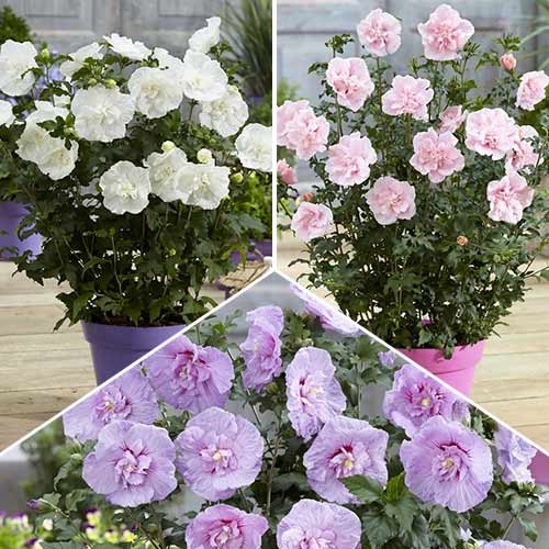 Super ofertă! Hibiscus Chiffon, set de 3 soiuri imagine 1 articol 9552