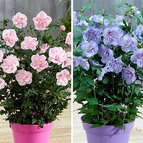 Ofertă specială! Hibiscus, set de 2 soiuri imagine 1 articol 76661