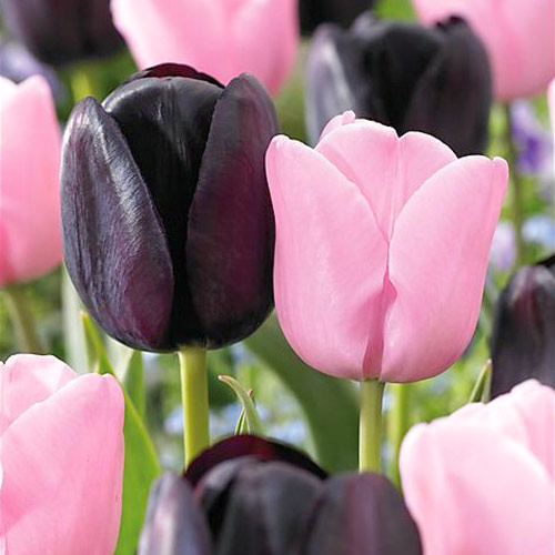 Super ofertă! Lalele târzii, set de 2 soiuri imagine 1 articol 67916