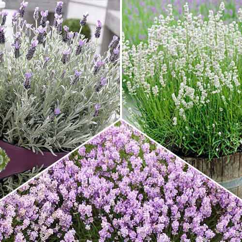 Super ofertă! Lavandă, set de 3 soiuri imagine 1 articol 68796