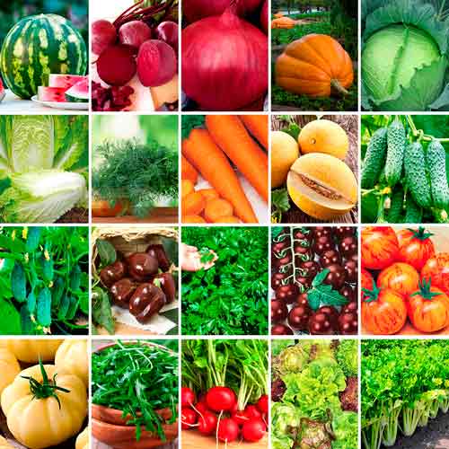 Super ofertă! Mega pack de 20 de soiuri de seminţe articol fotografie 1 Super ofertă! Mega pack de 20 de soiuri de seminţe imagine 1 articol 66864