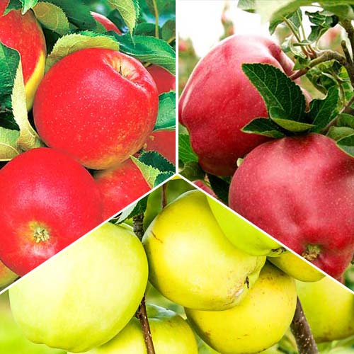 Meri Trio, set de 3 soiuri imagine 1 articol 7945