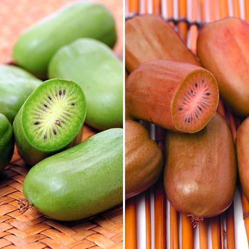 Ofertă specială! Mini kiwi Duo, set de 2 soiuri imagine 1 articol 9337