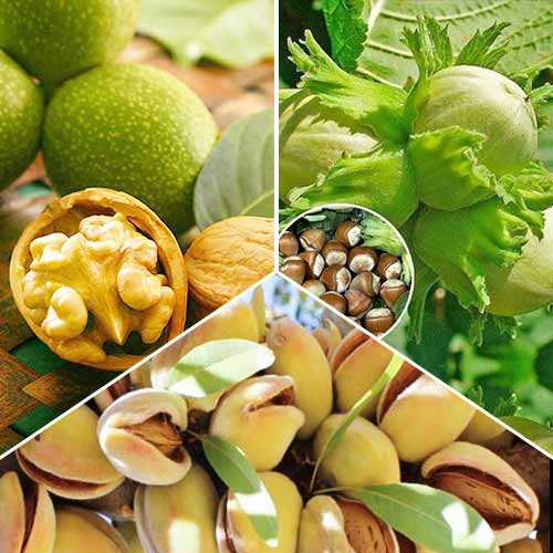 Ofertă specială! Nucifere, set de 3 soiuri imagine 1 articol 6944