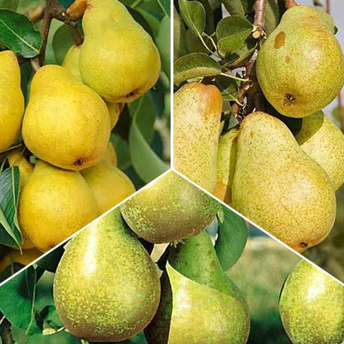 Super ofertă! Peri Trio, set de 3 soiuri imagine 1 articol 7946