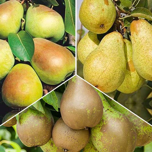 Ofertă specială! Peri Trio, set de 3 soiuri imagine 1 articol 6924