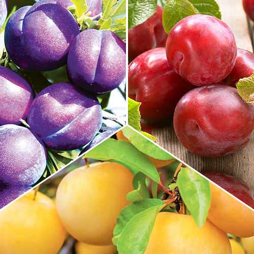 Super ofertă! Pruni Trio, de 3 soiuri articol fotografie 1 Super ofertă! Pruni Trio, de 3 soiuri imagine 1 articol 6946