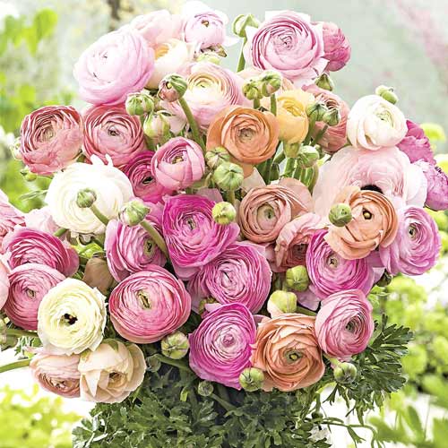 Super ofertă! Ranunculus Pastell mix multicolor articol fotografie 1 Super ofertă! Ranunculus Pastell mix multicolor imagine 1 articol 67086