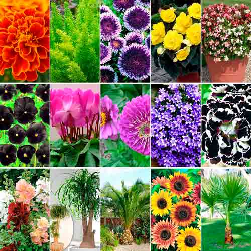 Super ofertă! Seminţe de flori, set de 15 soiuri imagine 1 articol 66865