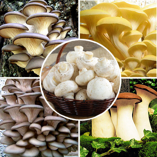 Super-ofertă!Set de ciuperi Pleurotus, Pleurotus Brun, Pleurotus Regal, Pleurotus Galben, Champignon imagine 1 articol 9746