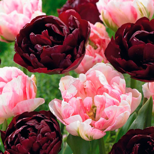 Super-ofertă ! Set de bulbi de Lalele duble imagine 1 articol 38020