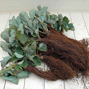 Super-ofertă ! Set de căpşuni (Honey, Anablanka) de 2 soiuri imagine 2 articol 4926