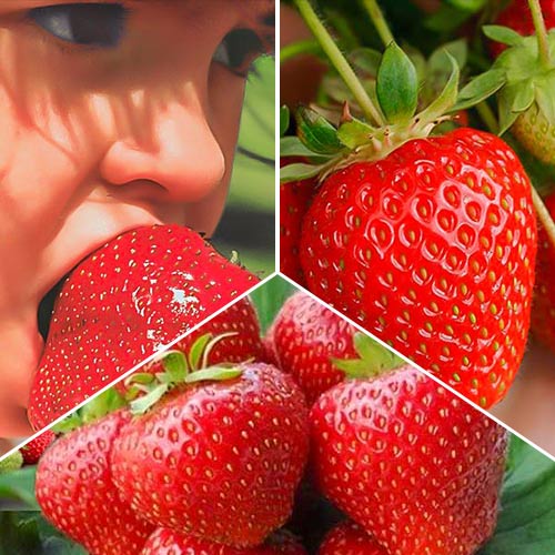 Super-ofertă ! Set de căpșuni (Kimberly, Gigantella, Portola)  de 3 soiuri imagine 1 articol 4982_1