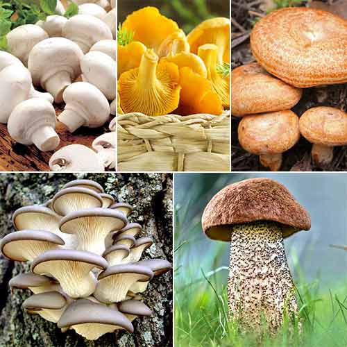 Super-ofertă! Set de ciuperci pentru prăjit, 5 soiuri articol fotografie 1 Super-ofertă! Set de ciuperci pentru prăjit, 5 soiuri imagine 1 articol 9764