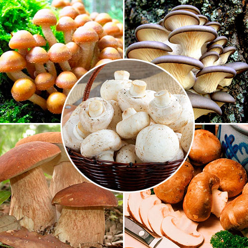 Super-ofertă! Set de ciuperci ”Pentru acasă”, 5 pachete imagine 1 articol 9756