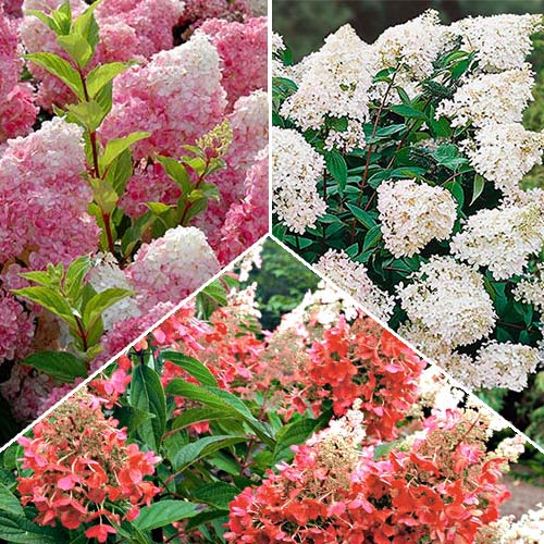 Super-ofertă! Set de Hortensii de 3 soiuri imagine 1 articol 2556