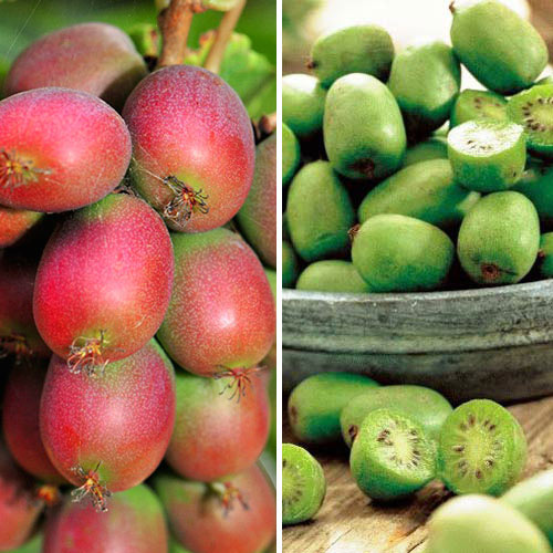 Super-ofertă ! Set de Mini-kiwi 4 răsaduri imagine 1 articol 8445