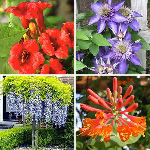 Plante ornamentale Mireasma zorilor (9115) imagine 1 articol 9115