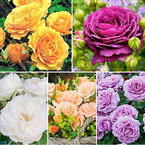 Super-ofertă ! Set de trandafiri floribunda 5 butași imagine 1 articol 2717