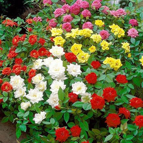Super-ofertă ! Set de trandafiri floribunda Color Mix de 5 soiuri imagine 1 articol 2845
